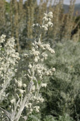 Silver Brocade Artemisia #774 (2423)