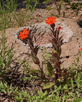 Mexican Campion, Catchfly (Tag #819)