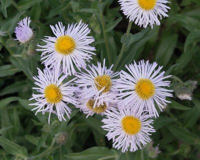 Fleabane in SG-Sight #000 (2615)