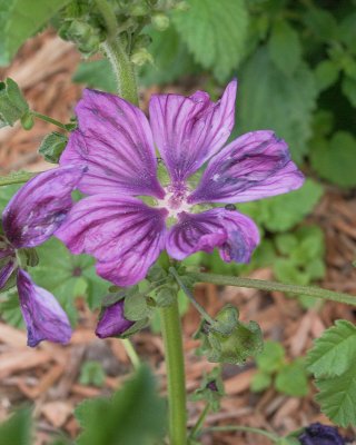 Malva sylvestris #000 (2610)