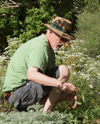 Weeding in the Perennial Mound (2569)