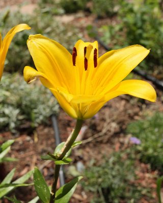 Asiatic Lily SunRay #833 (5794)