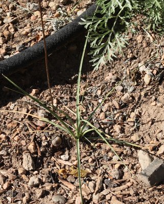 Bear Grass Nolina agavaceae microcarpa #868 (5615)