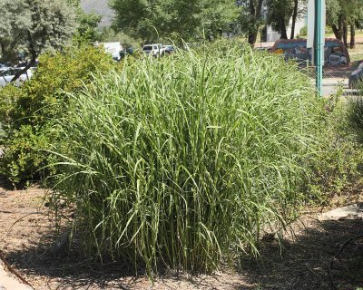 Zebra Grass #572 (5953)