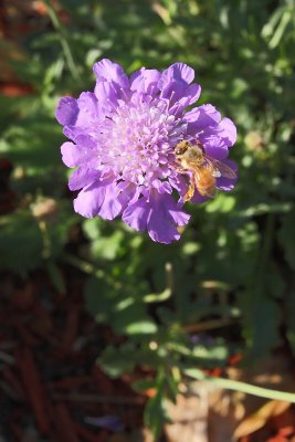 Blue Pincushion #832 (9034)