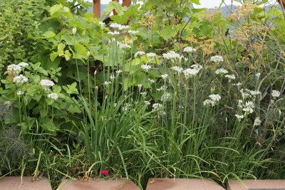 Garlic Chives #609 (1196)
