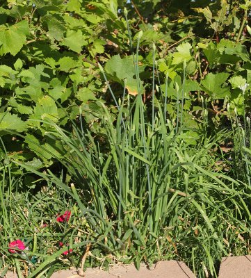 Garlic Chives #609 (8952)