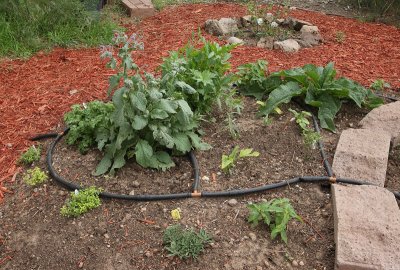 Herb Garden Area A (8985)