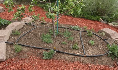 Herb Garden Area B (8986)