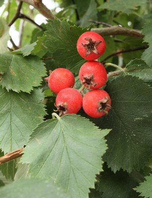 Kansas Hawthorn Berries #114 (1208)