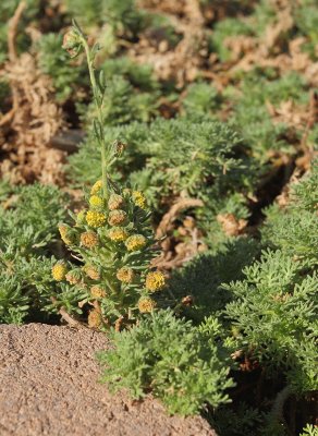 Mystery Artemisia