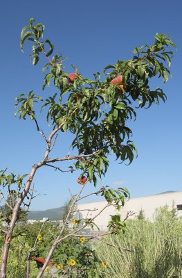 Peach Tree 'Contender' #131 (9044)