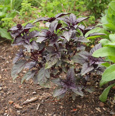 Dark Opal Basil #617 (1203)