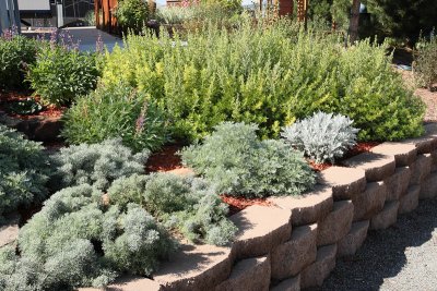 Artemisia Garden West (4820)