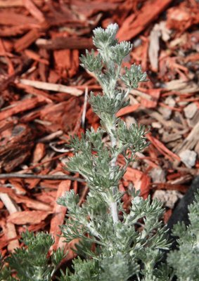 Hidden Artemisia Foliage #000 (6570)