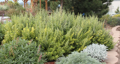 Limelight Artemisia #000 (6539)