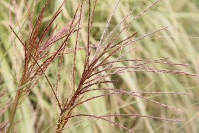 Maiden Grass Seedhead #563 (6520)