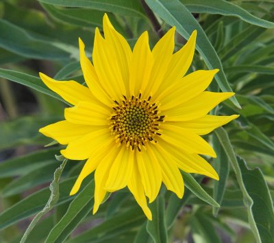 Maximilian Sunflower #703 (9816)
