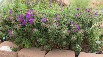 New England Aster 'Purple Dome' #733 (3780)