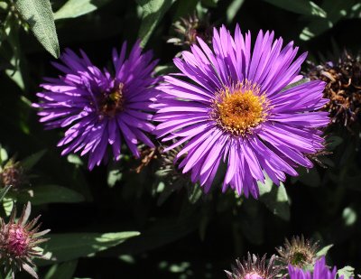 New England Aster 'Purple Dome' #733 (3889)