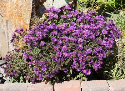 New England Aster 'Purple Dome' #733 (4824)