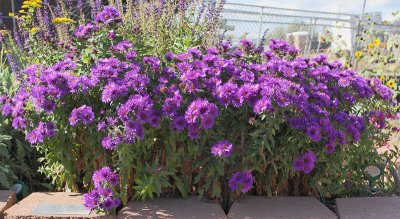 New England Aster 'Purple Dome' #733 (4825)