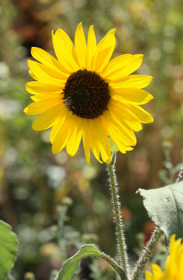 Common Sunflower, Volunteer #000 (3877)