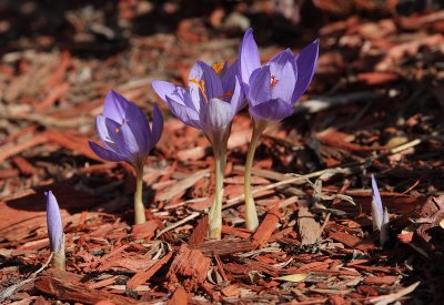 Fall Species Crocus #508 (0104)