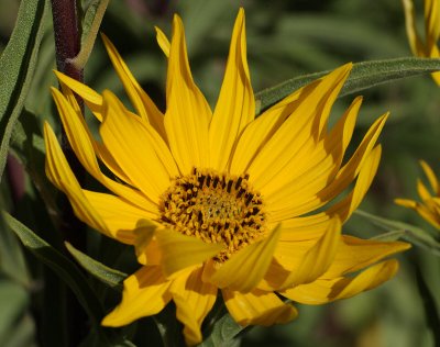 Maximilian Sunflower (Tag #703)