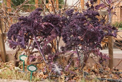 Purple Kale #000 (6493)
