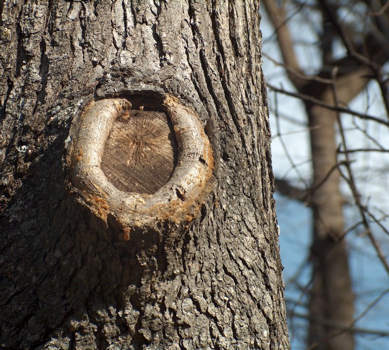 Horshoe Tree