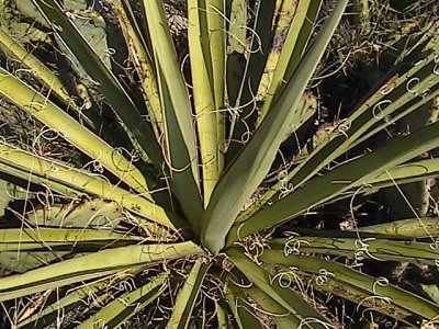 SW Cactus 5 Southern NM