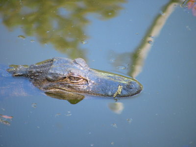 Floating Gator