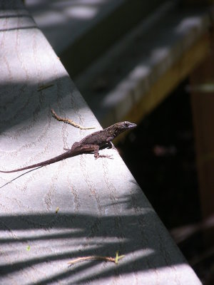 Lizard Guana State Park