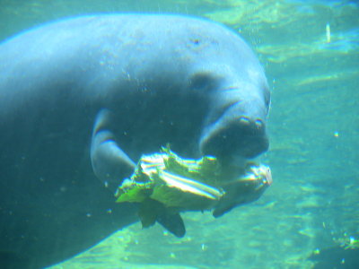 Manatee Lunch