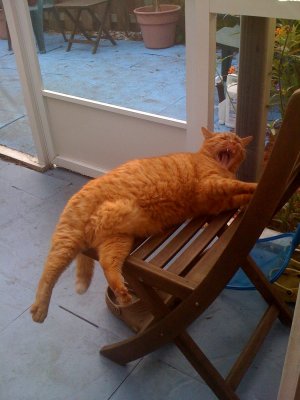 Good To Be A Cat