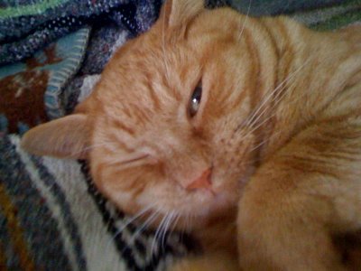 Winking Cat