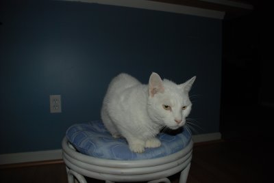 Toby Cat