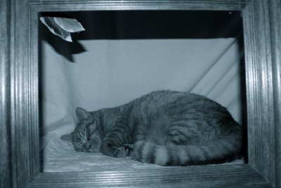 Frame Cat 2