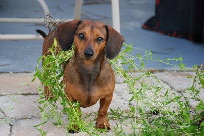 Salad Wiener
