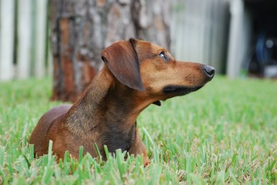Yard Wiener