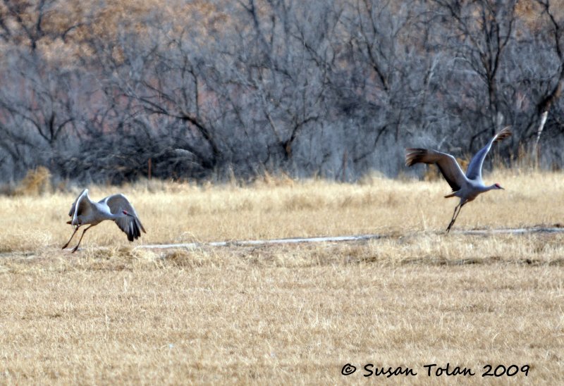 Sandhill Cranes
