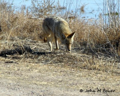 Coyote