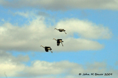 Sandhill Cranes