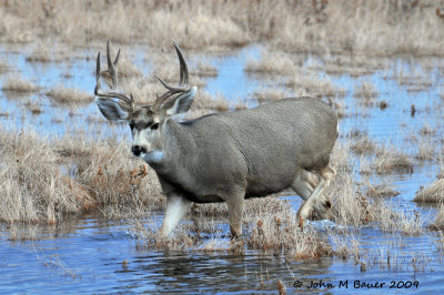 Buck