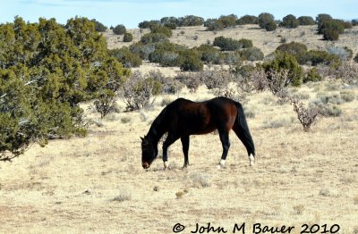 Wild Horses Placitas, NM