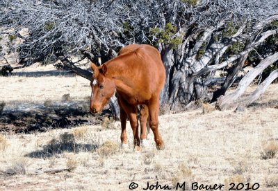 Wild Horses