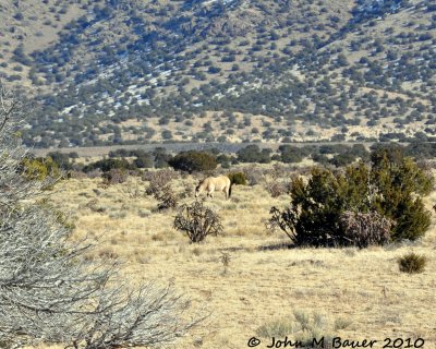 Wild Horses