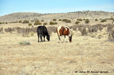 Wild Horses