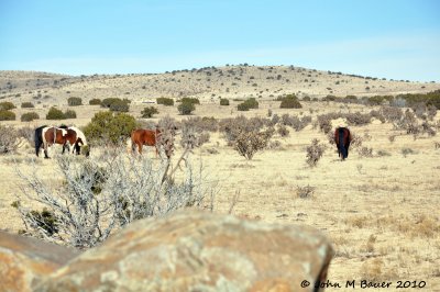 Wild Horses